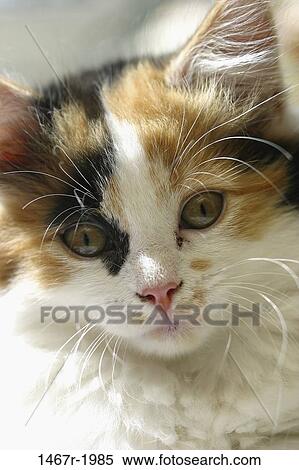 whiskers, kitten, cat, innocent, animal, fluffy View Large Photo Image Stock Photography - whiskers, kitten, cat, innocent, animal, fluffy. Fotosearch