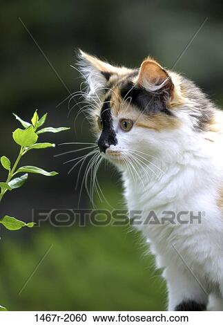 whiskers, kitten, cat, outdoors, curious, animal View Large Photo Image Stock Image - whiskers, kitten, cat, outdoors, curious, animal. Fotosearch