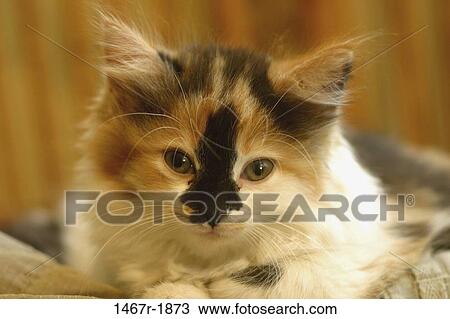 whiskers, kitten, cat, resting, lying down, animal View Large Photo Image Stock Image - whiskers, kitten, cat, resting, lying down, animal. Fotosearch