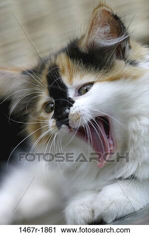 whiskers, kitten, cat, tongue, bored, yawning, animal View Large Photo Image Stock Image - whiskers, kitten, cat, tongue, bored, yawning, animal. Fotosearch