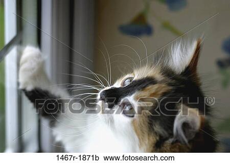 whiskers, kitten, window, cat, curious, inquisitive, animal View Large Photo Image Stock Image - whiskers, kitten, window, cat, curious, inquisitive, animal. Fotosearch