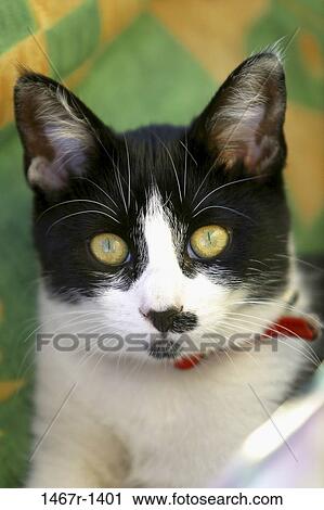 whiskers, staring, cat, outdoors, collar, animal View Large Photo Image Stock Image - whiskers, staring, cat, outdoors, collar, animal. Fotosearch