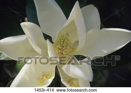 Picture - white, flower, nature, blooming, blossoming, magnolia. Fotosearch