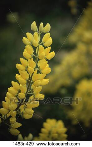 yellow, tall, stem, flowers, flower, bright, cluster View Large Photo Image Stock Photo - yellow, tall, stem, flowers, flower, bright, cluster. Fotosearch
