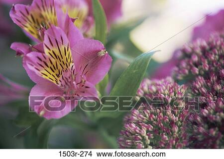 Picture - Alstromeria and Sedum. Fotosearch