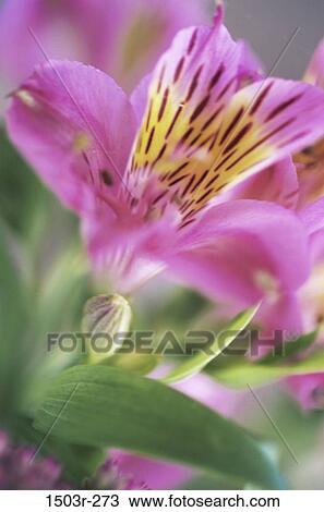 Alstromeria View Large Photo Image Stock Image - Alstromeria. Fotosearch