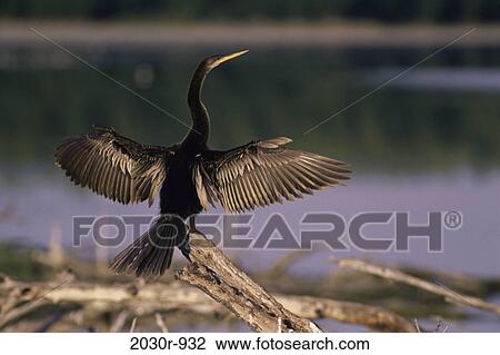 Stock Image - Anhinga. Fotosearch