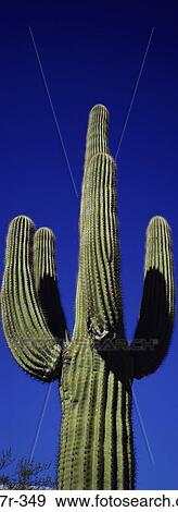 Stock Photo - Arizona, USA. Fotosearch