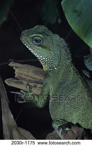 Asian Water Dragon View Large Photo Image Stock Photography - Asian Water Dragon. Fotosearch