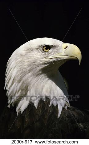 Stock Photo - Bald Eagle. Fotosearch