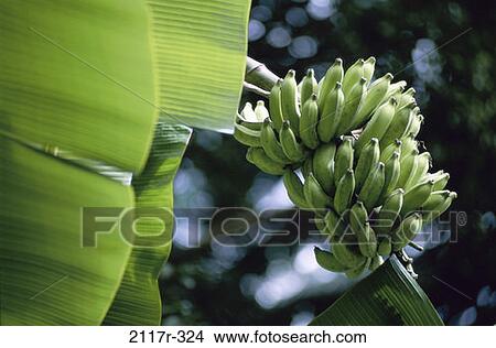 Banana Tree, Hawaii, USA View Large Photo Image Picture - Banana Tree, Hawaii, USA. Fotosearch