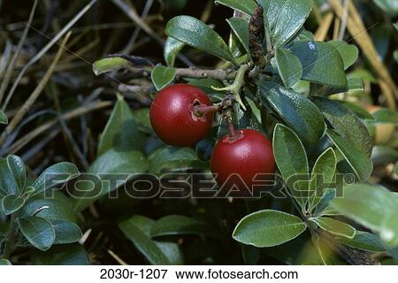 Bearberries View Large Photo Image Stock Photo - Bearberries. Fotosearch