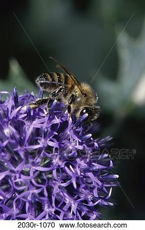 Bee View Large Photo Image Stock Image - Bee. Fotosearch
