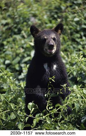 Black Bear Cub View Large Photo Image Stock Photo - Black Bear Cub. Fotosearch