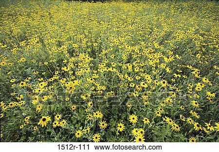 Black-eyed Susans View Large Photo Image Stock Image - Black-eyed Susans. Fotosearch