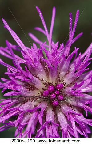 Blazing Star View Large Photo Image Stock Image - Blazing Star. Fotosearch