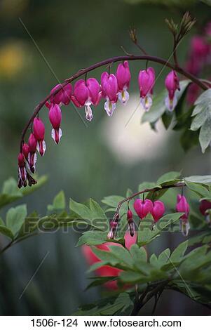 Bleeding Hearts View Large Photo Image Picture - Bleeding Hearts. Fotosearch