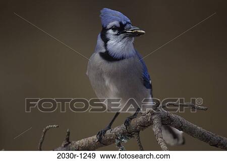 Blue Jay View Large Photo Image Stock Photo - Blue Jay. Fotosearch