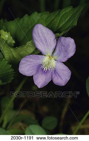 Stock Image - Blue Violet. Fotosearch