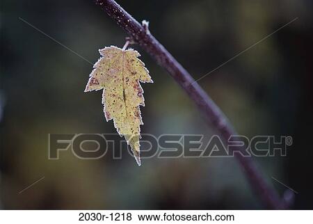 blur, winter, frost, nature, leaf, detail View Large Photo Image Stock Photo - blur, winter, frost, nature, leaf, detail. Fotosearch