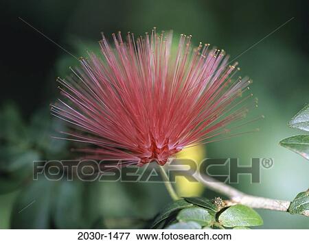 Stock Photo - Bottlebrush. Fotosearch