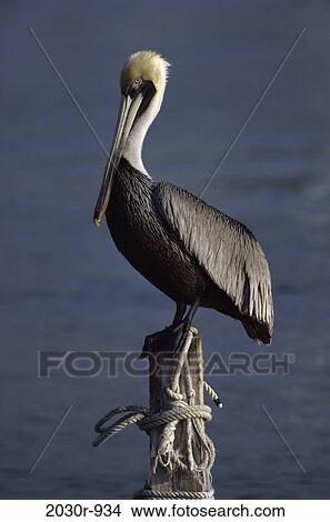 Brown Pelican View Large Photo Image Picture - Brown Pelican. Fotosearch