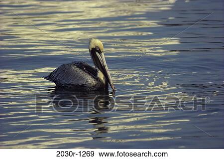 Brown Pelican View Large Photo Image Stock Photo - Brown Pelican. Fotosearch