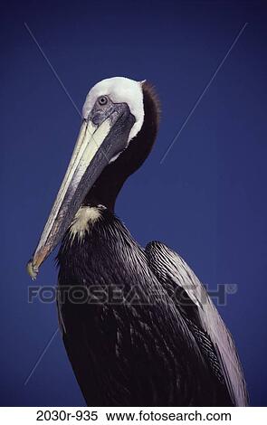 Brown Pelican View Large Photo Image Stock Photography - Brown Pelican. Fotosearch