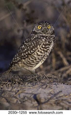 Burrowing Owl View Large Photo Image Stock Photography - Burrowing Owl. Fotosearch