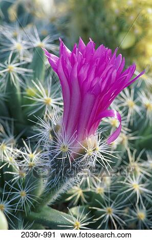Cactus View Large Photo Image Stock Image - Cactus. Fotosearch