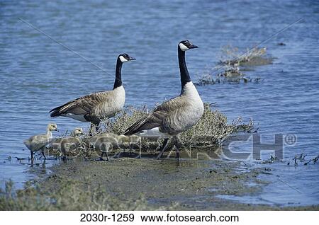 Canada Geese View Large Photo Image Stock Photo - Canada Geese. Fotosearch