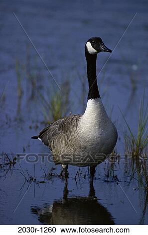 Canada Goose View Large Photo Image Stock Image - Canada Goose. Fotosearch