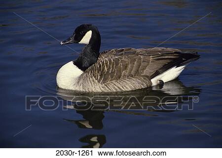 Canada Goose View Large Photo Image Stock Image - Canada Goose. Fotosearch