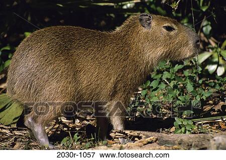 Capybara View Large Photo Image Stock Photo - Capybara. Fotosearch