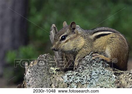 Chipmunk View Large Photo Image Stock Photo - Chipmunk. Fotosearch
