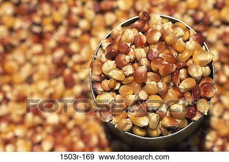 corn, can, food, still life, detail, several View Large Photo Image Stock Photo - corn, can, food, still life, detail, several. Fotosearch