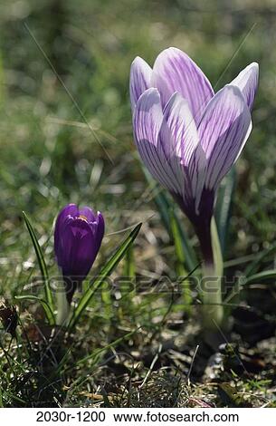 Crocuses View Large Photo Image Stock Image - Crocuses. Fotosearch