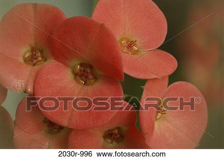 Stock Photograph - Crown of Thorns. Fotosearch