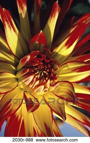 Dahlia View Large Photo Image Stock Photo - Dahlia. Fotosearch