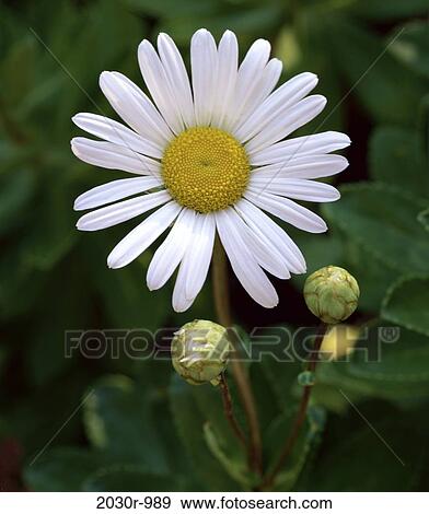 Daisy View Large Photo Image Stock Photo - Daisy. Fotosearch
