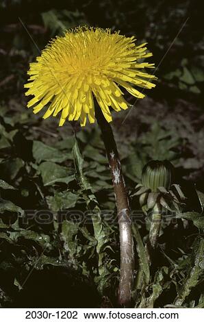 Dandelion View Large Photo Image Stock Image - Dandelion. Fotosearch