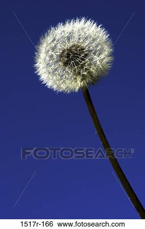 Dandelion View Large Photo Image Stock Photograph - Dandelion. Fotosearch