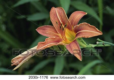 Day Lily View Large Photo Image Stock Photograph - Day Lily. Fotosearch