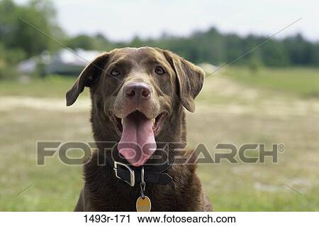dog, face, tongue, outdoors, anticipation, friendly View Large Photo Image Stock Image - dog, face, tongue, outdoors, anticipation, friendly. Fotosearch
