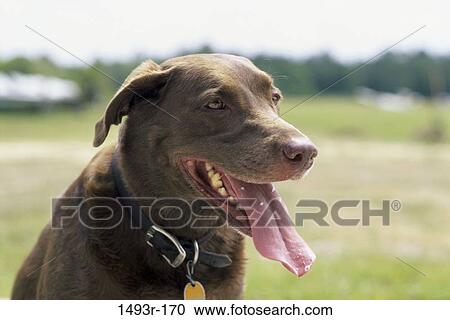 Stock Image - dog, laughing, tongue, outdoors, resting, animal. Fotosearch