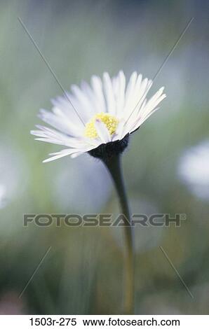 Easter Daisy View Large Photo Image Stock Photography - Easter Daisy. Fotosearch