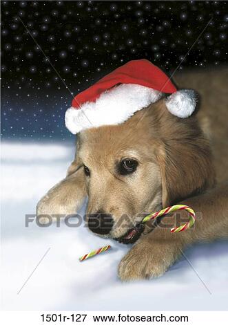 eating, hat, dog, puppy, candy, Christmas, sweet View Large Photo Image Stock Photo - eating, hat, dog, puppy, candy, Christmas, sweet. Fotosearch