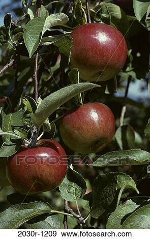farm, farming, fruit, apples, trees, agriculture View Large Photo Image Stock Photo - farm, farming, fruit, apples, trees, agriculture. Fotosearch