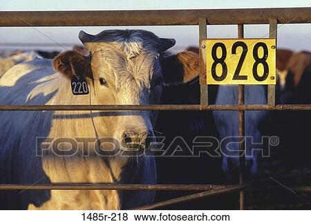 farm, fence, farming, cattle, bull, cow View Large Photo Image Stock Photo - farm, fence, farming, cattle, bull, cow. Fotosearch