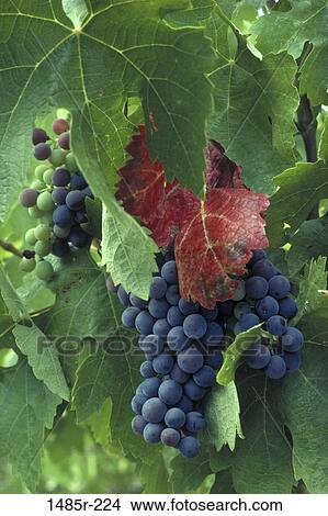 farm, leaves, farming, vineyard, grapes, fruit, agriculture View Large Photo Image Picture - farm, leaves, farming, vineyard, grapes, fruit, agriculture. Fotosearch